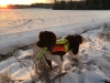 Nalle jakt