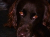 leon