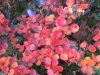 FullSizeRender_13