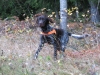 Watson 1