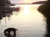 Watson i vattnet