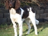 Cooper