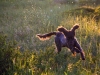 129__800x600_bloggen_johan_aldor_img_0011