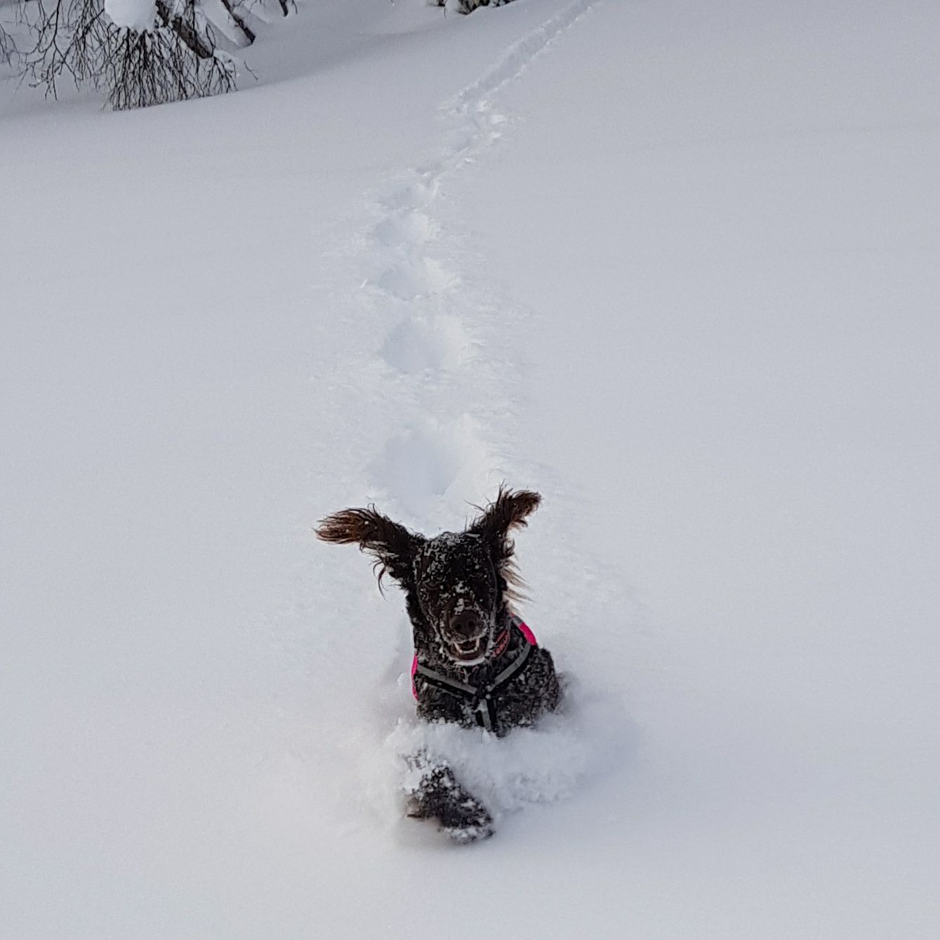 Greta i snön