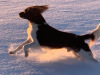 rune-vinter